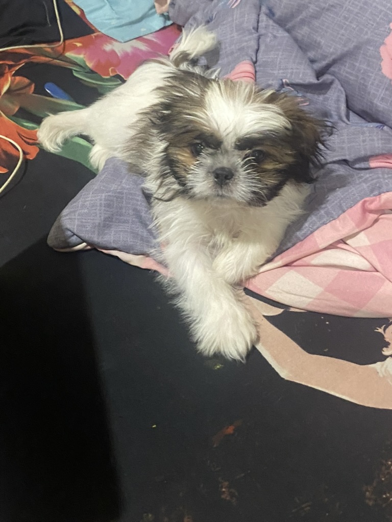Coco photo 1
