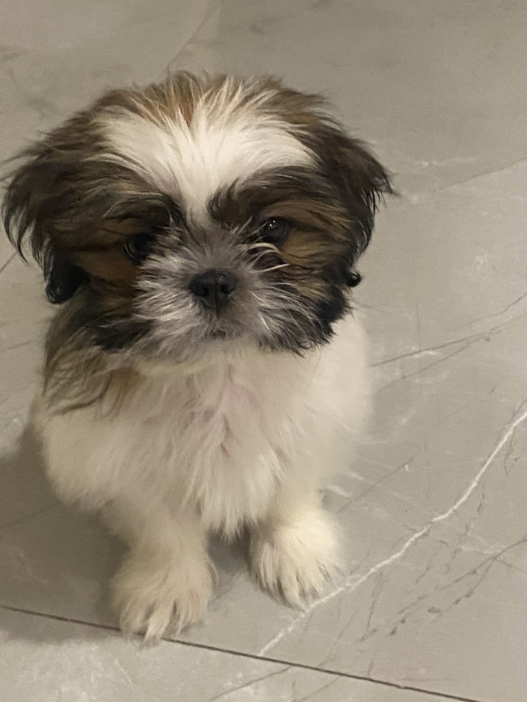 Coco photo 2
