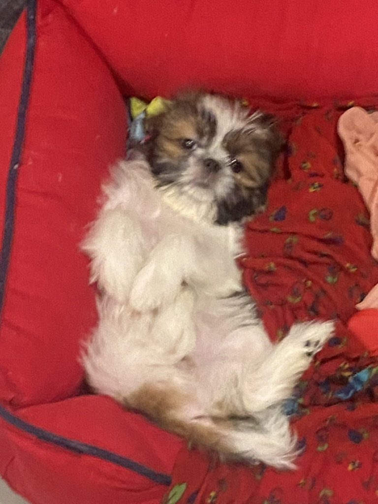Coco photo 3