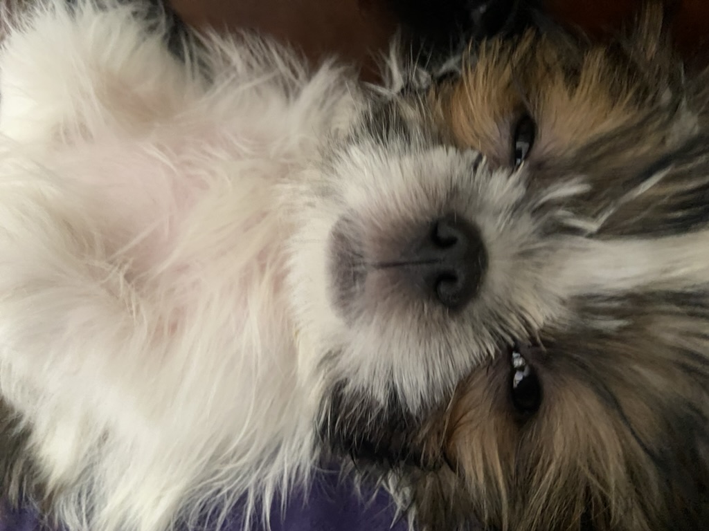 Coco photo 5
