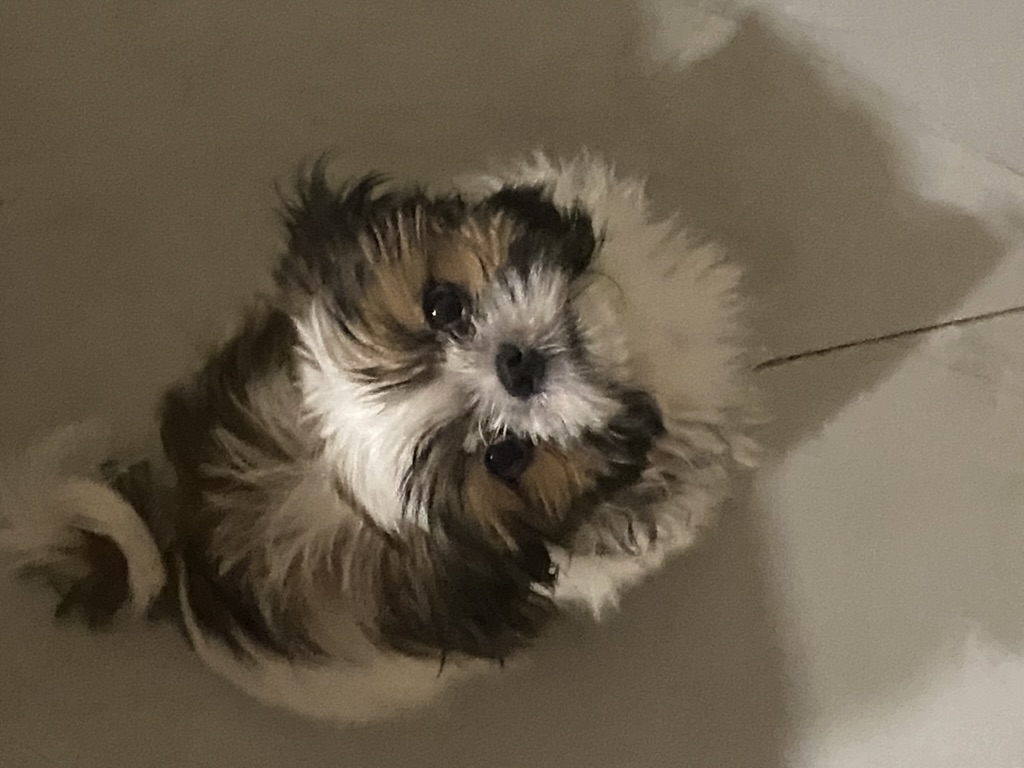 Coco photo 6