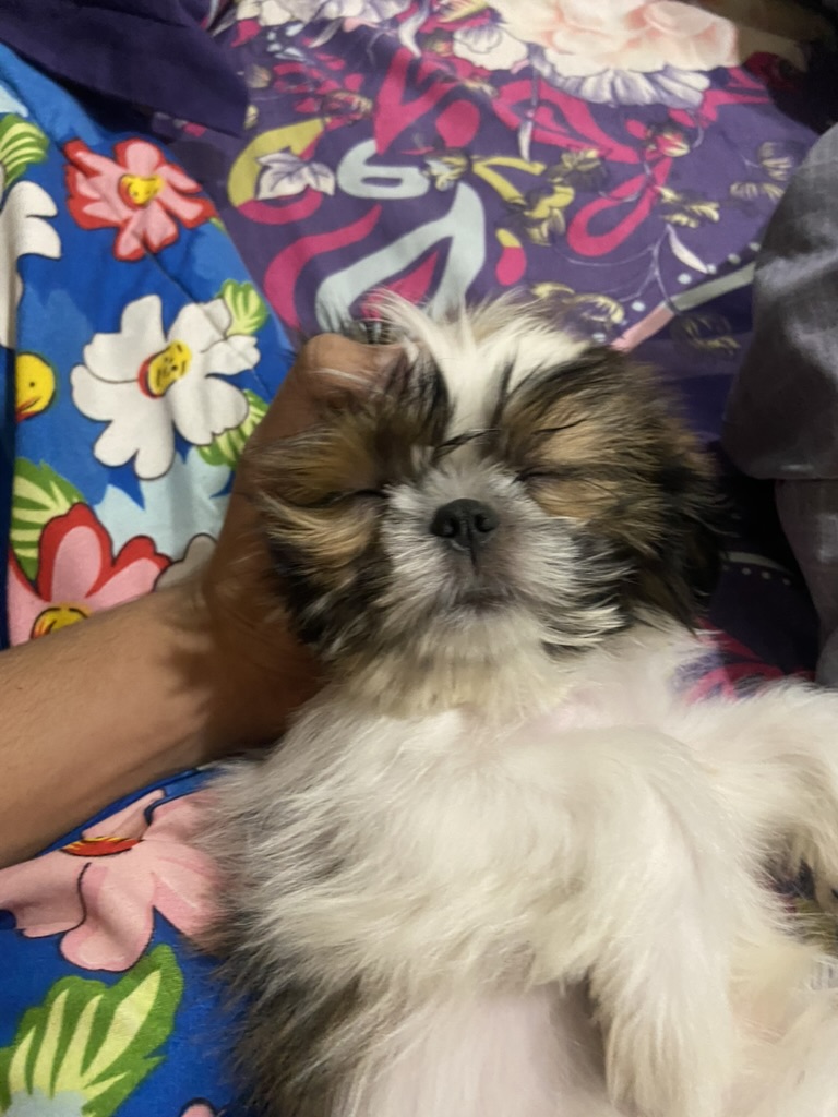 Coco photo 8