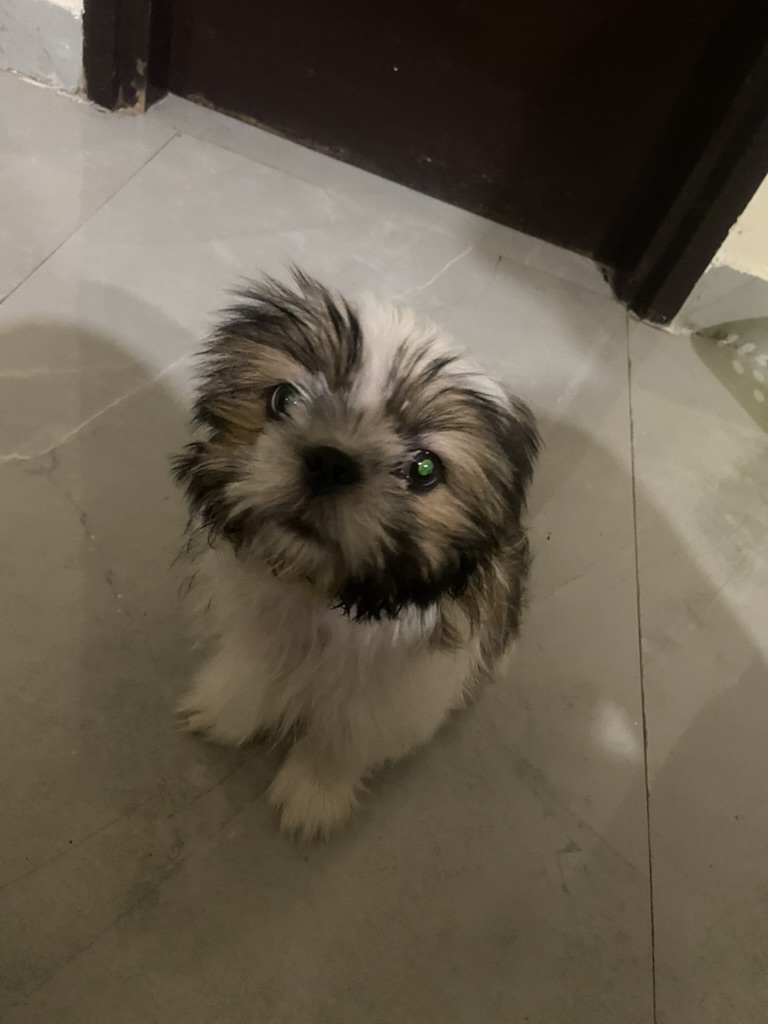 Coco photo 9