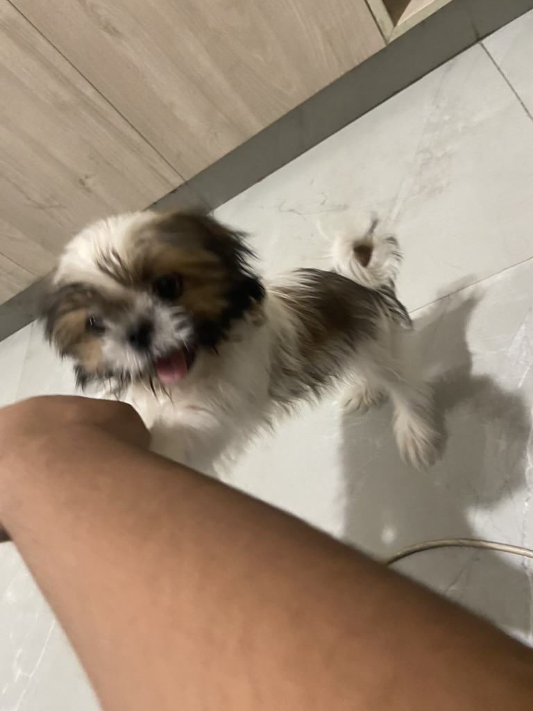 Coco photo 10