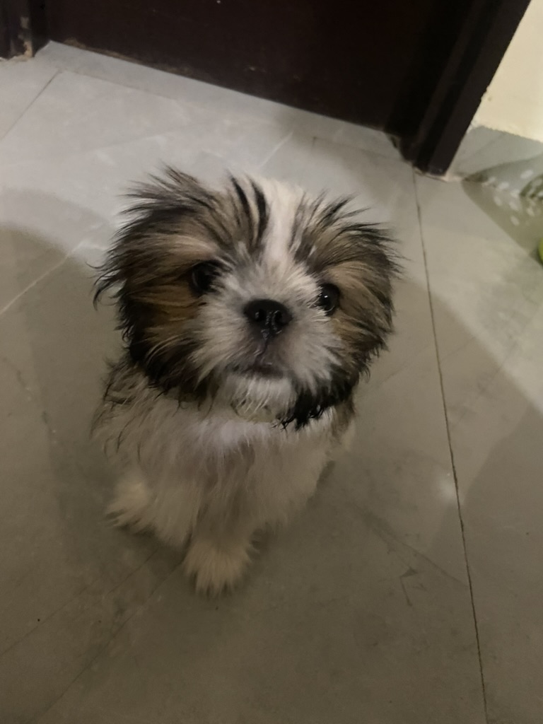 Coco photo 11