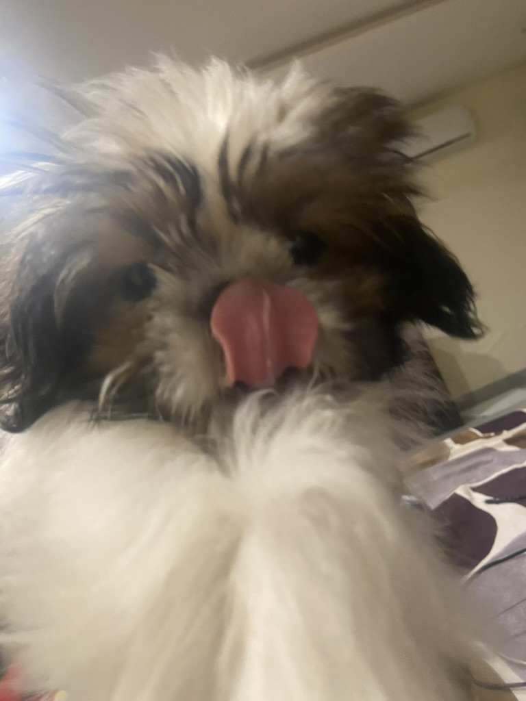 Coco photo 12