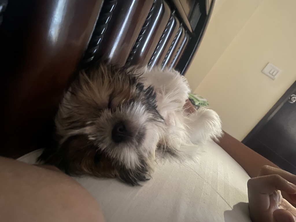 Coco photo 13