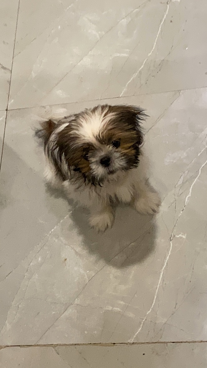 Coco photo 14
