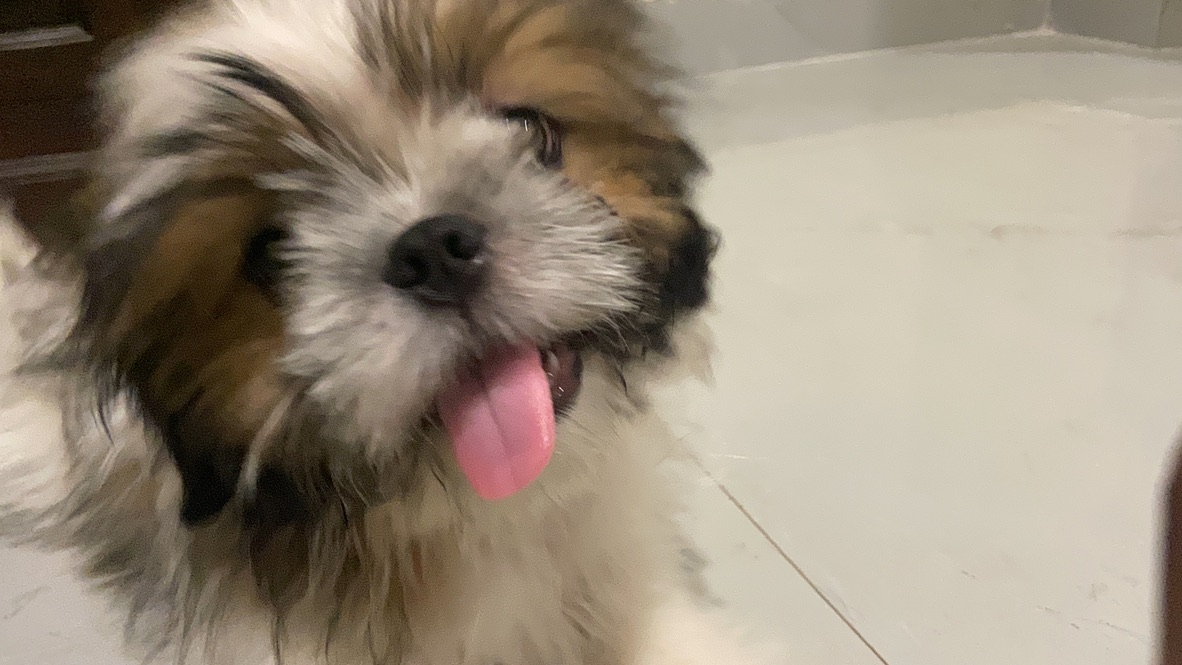 Coco photo 15