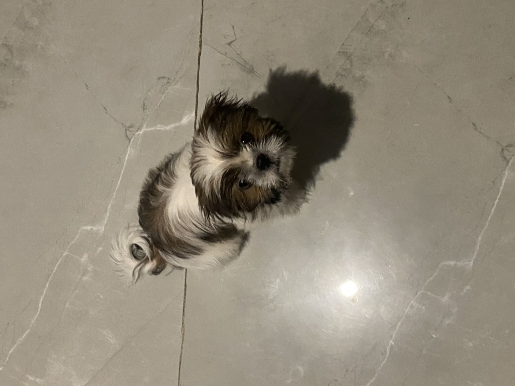 Coco photo 16