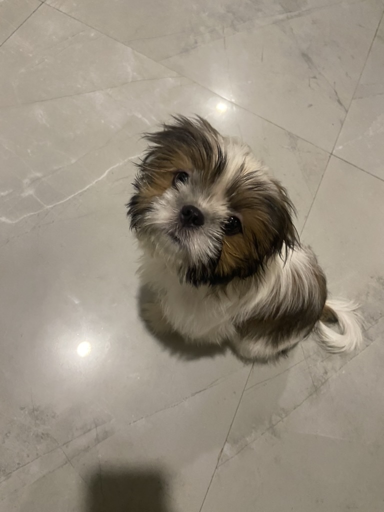 Coco photo 17