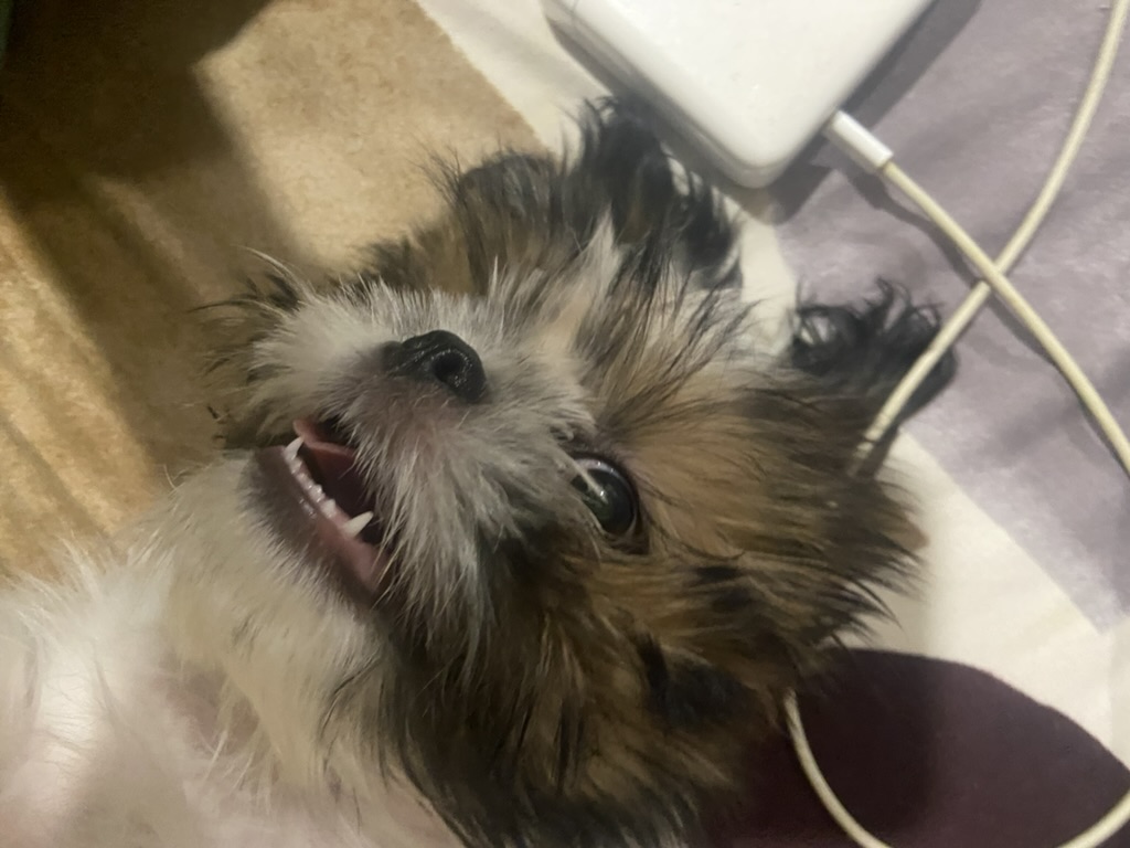 Coco photo 18