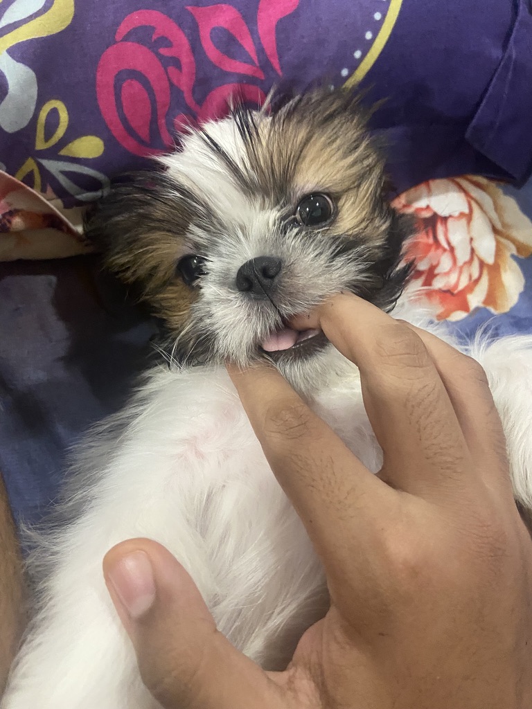 Coco photo 19