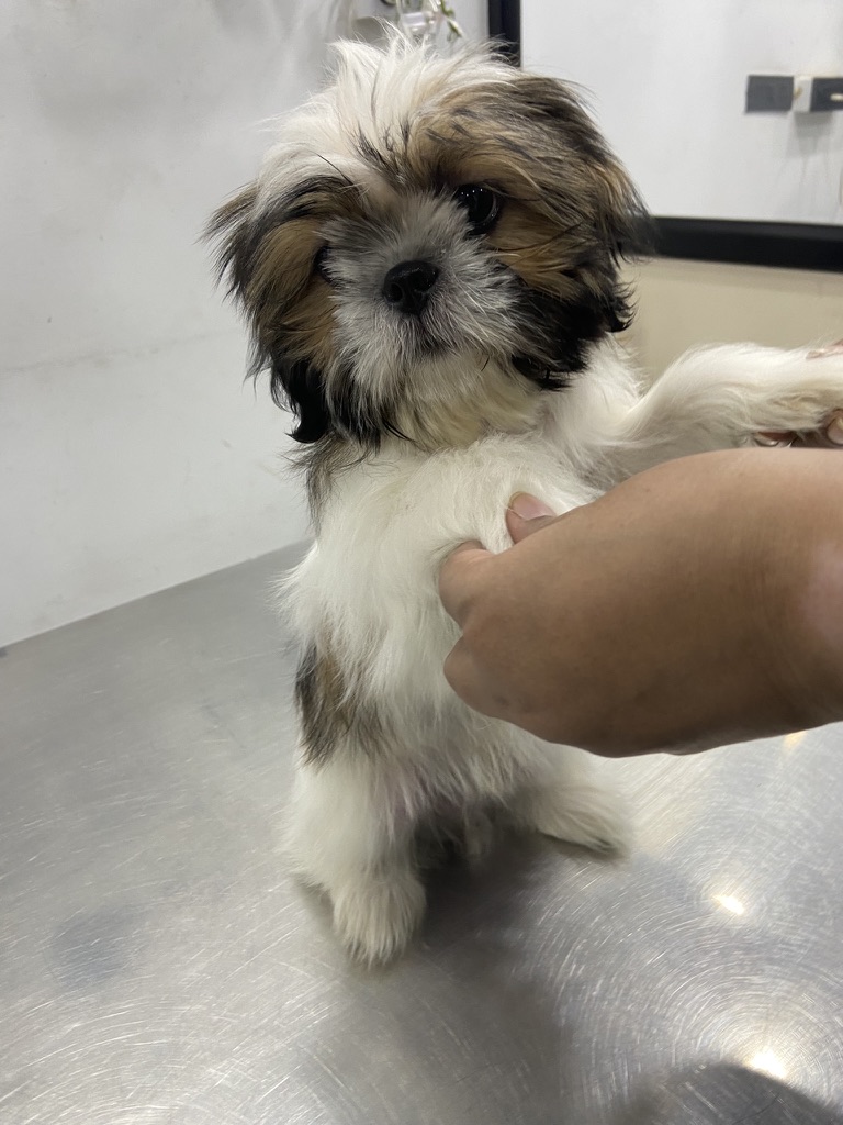 Coco photo 20